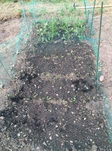 What we sowed on Sunday
