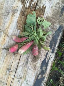 Our first harvest for things we sowed: RADISHES