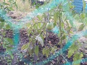 Growing and more tomatoes